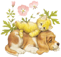 calin comme 